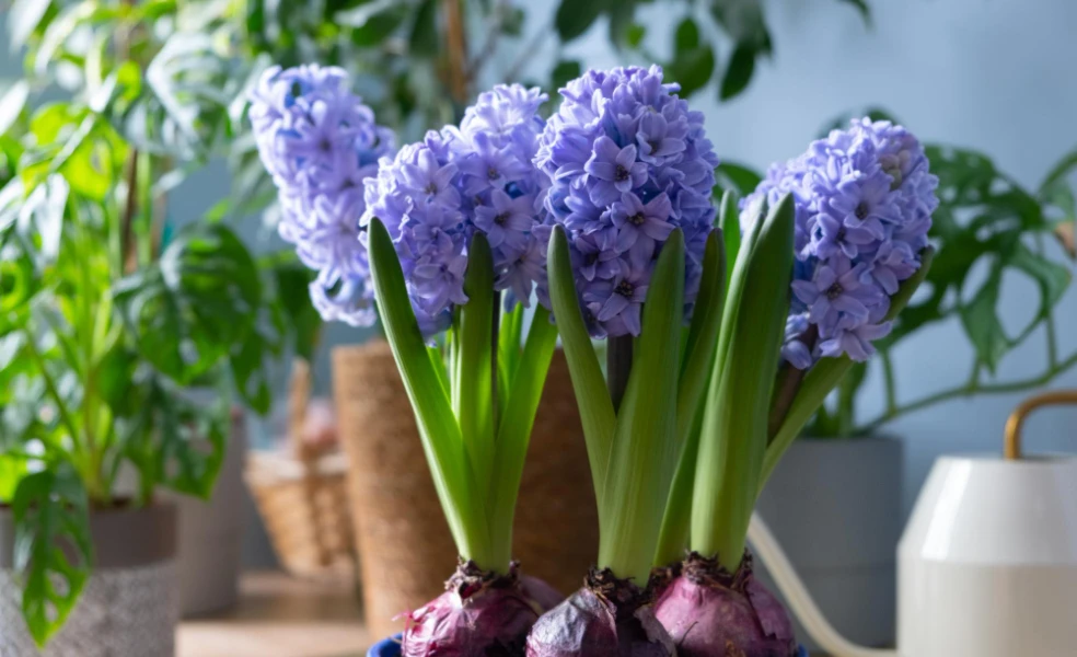 hyacinty pestovanie