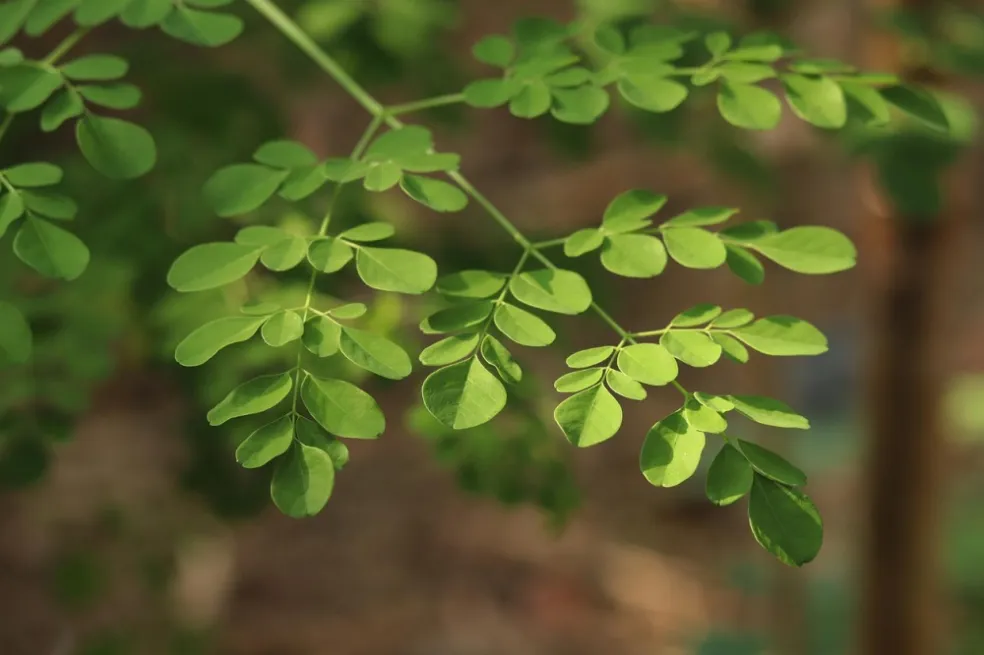 liečivá moringa