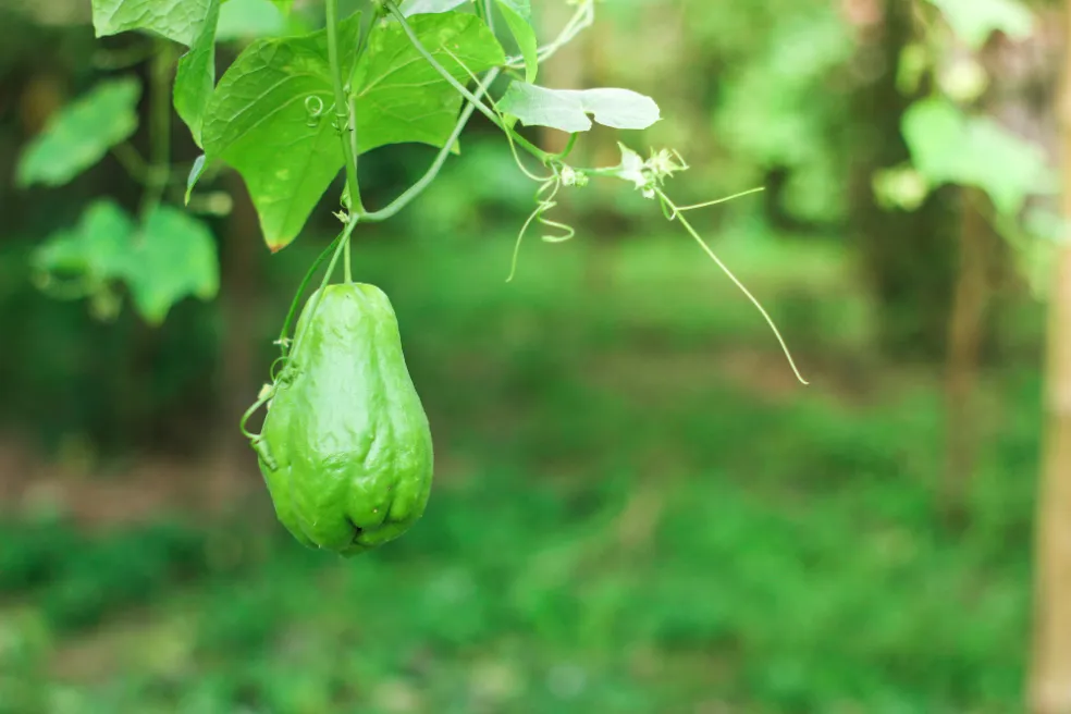 Chayote 