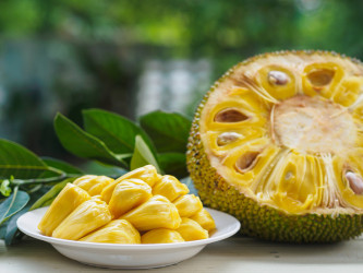 Viete, čo je chlebovník (jackfruit)? Obrovské ovocie s veľkým potenciálom!