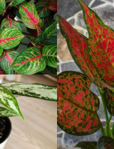 Aglaonema a jej pestovanie – vhodná pre začiatočníkov aj do tmavšieho interiéru