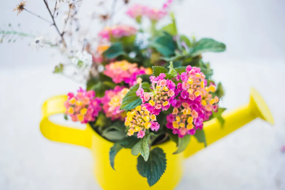 verbena