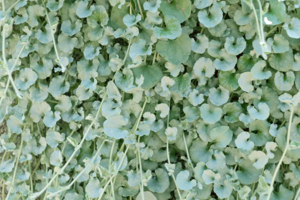 dichondra