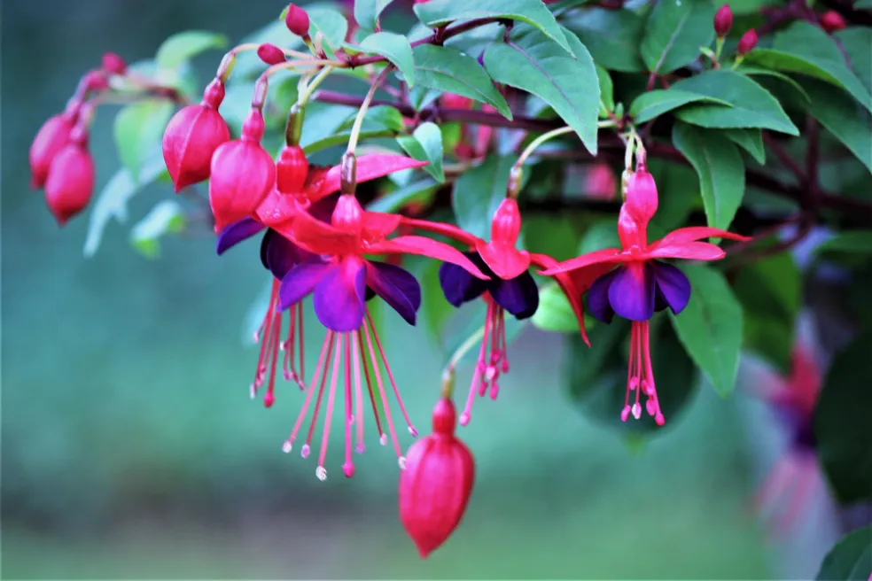 fuksia previsnutá