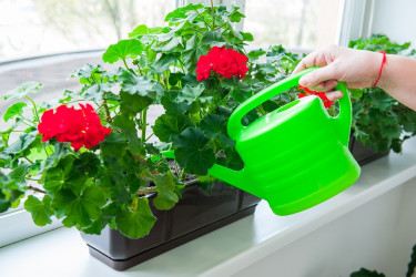 TOP tipy na pestovanie muškátov – pre krásne a bohaté kvety!