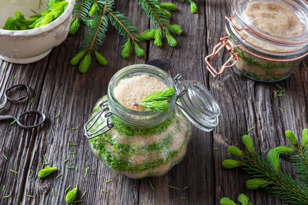 recept na smrekový sirup z mladých výhonkov