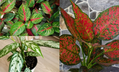 Aglaonema a jej pestovanie – vhodná pre začiatočníkov aj do tmavšieho interiéru