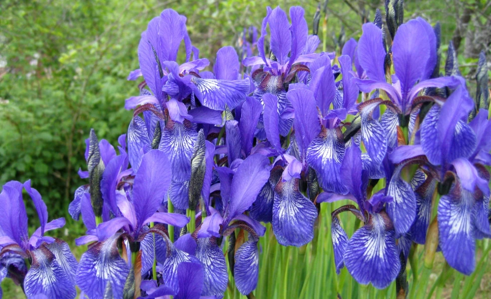 pestovanie kosatca