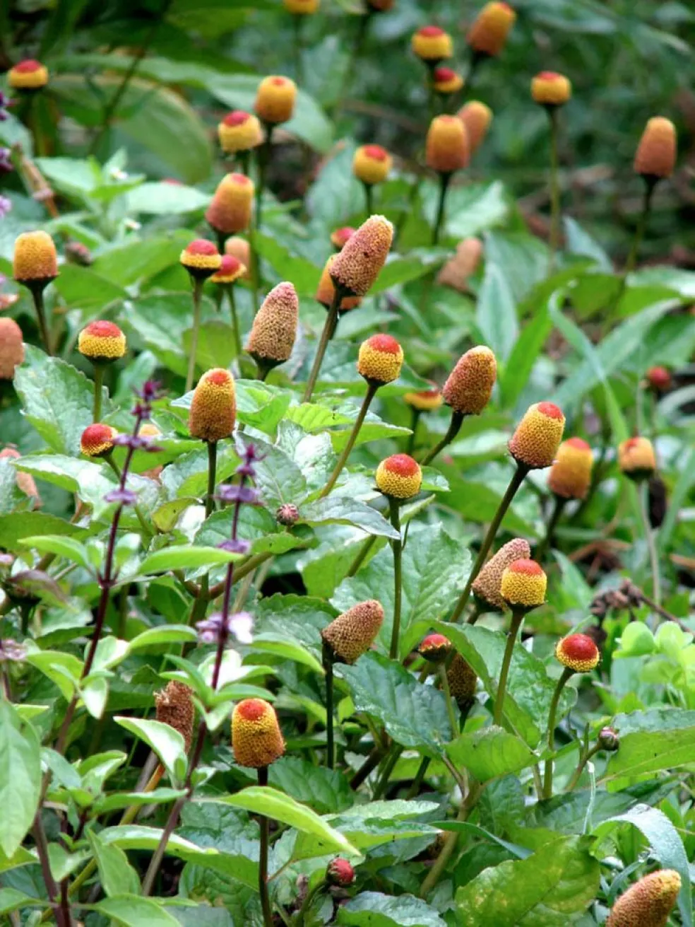 Spilanthes