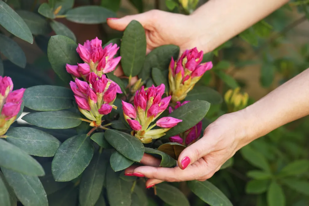 kvitnúci rododendron