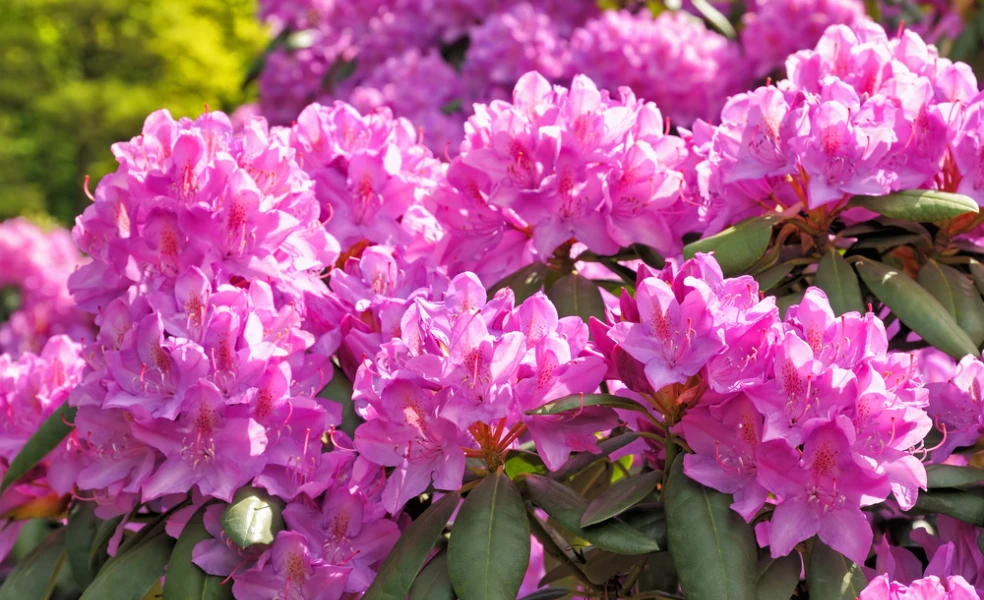 pestovanie rododendronu