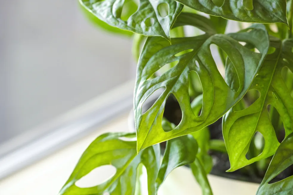 Monstera adansonii