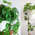 Monstera adansonii – izbovky s čarovnými dierovanými listami. Ako ju úspešne pestovať?