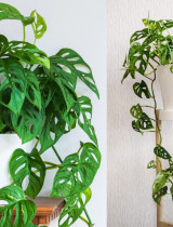 Monstera adansonii – izbovky s čarovnými dierovanými listami. Ako ju úspešne pestovať?