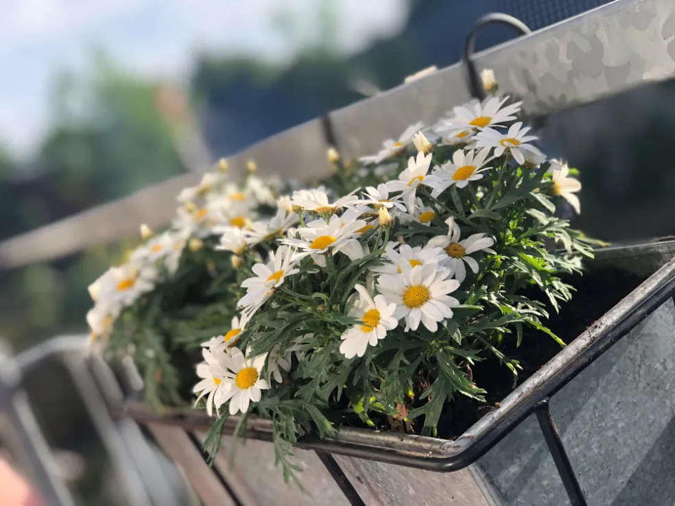 jesenné balkónové rastliny