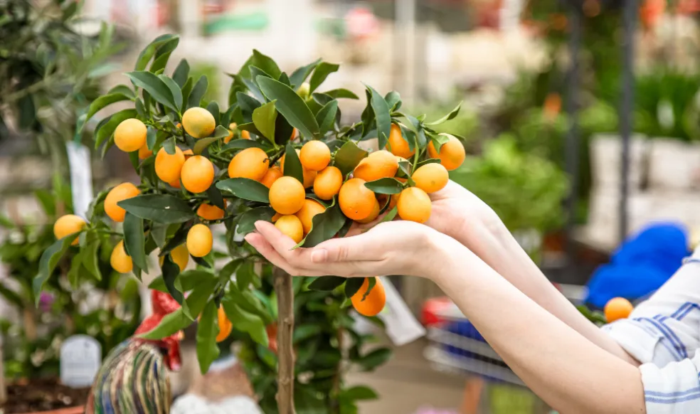 Najznámejšie odrody kumquatu