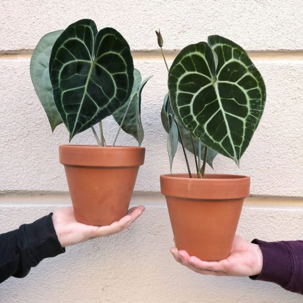 Anthurium crystallinum