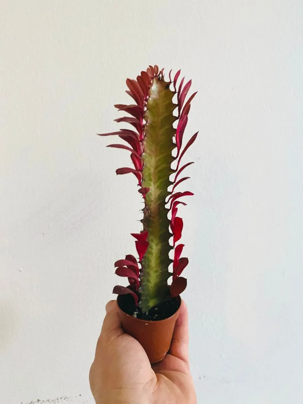 Euphorbia trigona Rubra