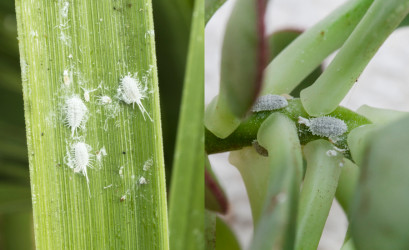 Vlnatka na izbových rastlinách – hrozba v bielom kožúšku. Ako sa jej zbaviť?