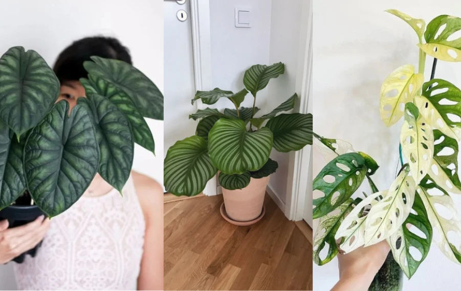 exotické izbové rastliny trendy 2026