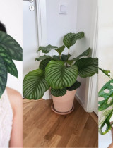 Exotické izbové rastliny, ktoré budú hitom v interiéroch v roku 2026