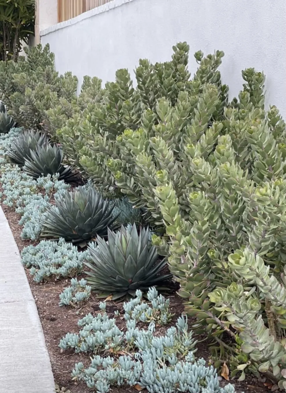 rastliny odolné voči suchu