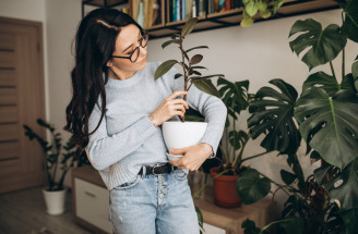 Zimná karanténa pre izbovky: Ako chrániť rastliny pred škodcami?