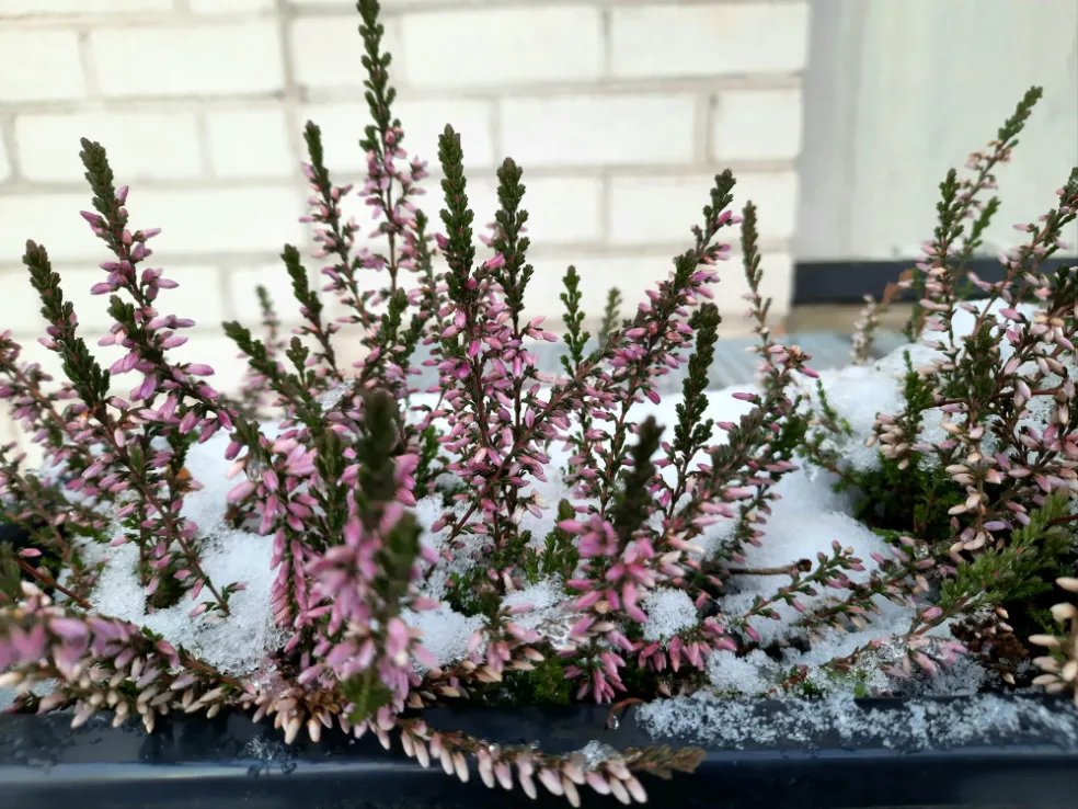 stálozelené rastliny