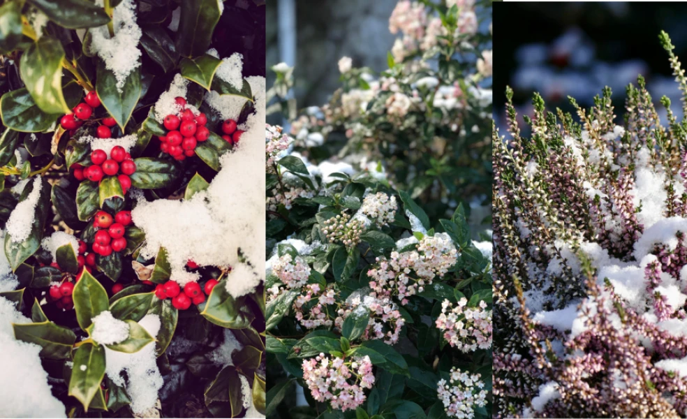 rastliny do záhrady november