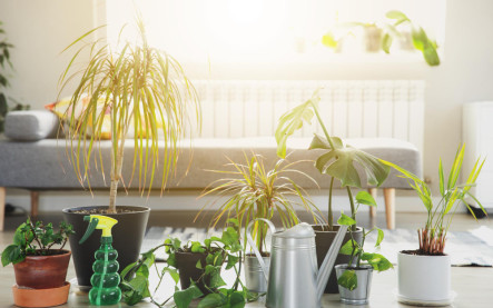 starostlivosť o rastliny v zime