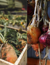 Skladovanie mrkvy, cibule a kapusty: Tradičné a moderné metódy