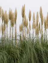 Ako pripraviť okrasné trávy na zimu? TOP spôsob, ktorý všetci odporúčajú!