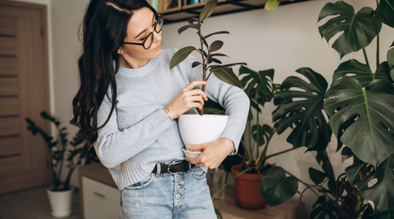 Zimná karanténa pre izbovky: Ako chrániť rastliny pred škodcami?