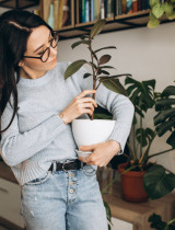 Zimná karanténa pre izbovky: Ako chrániť rastliny pred škodcami?