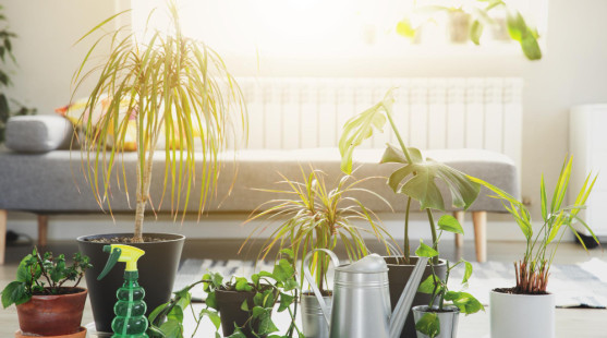 Ako pripraviť izbové rastliny na kúrenie a suchý vzduch? Takto zimu prežijú!
