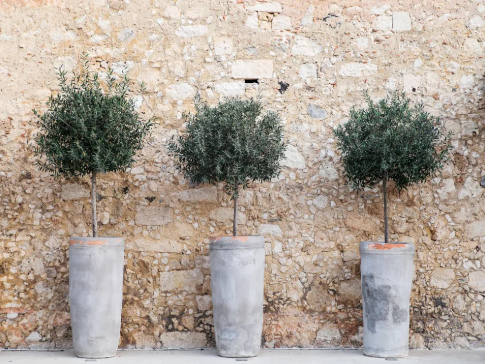 ako zazimovať olivovník