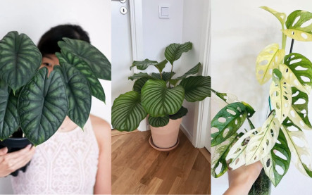 exotické izbové rastliny trendy 2026