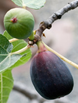 Ako zazimovať figovník, kivi a ďalšie exotické dreviny a rastliny v našich záhradách?