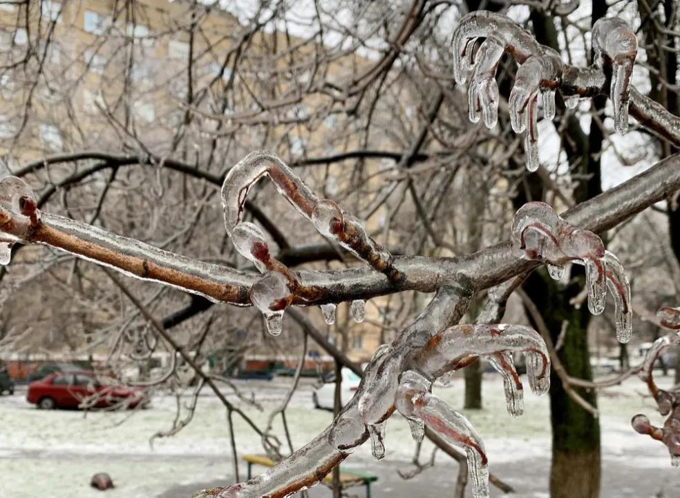 kedy zazimovať ovocné stromy