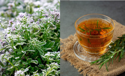 Zimné bylinky: Čo pestovať a zbierať aj počas mrazov? Poradíme!