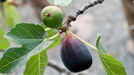 Ako zazimovať figovník, kivi a ďalšie exotické dreviny a rastliny v našich záhradách?