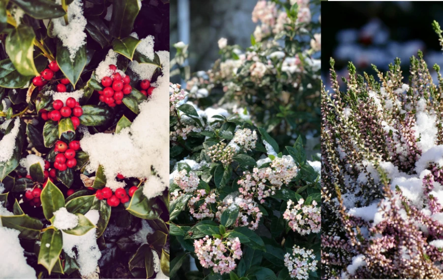 rastliny do záhrady november