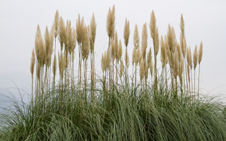 Ako pripraviť okrasné trávy na zimu