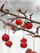 Ako ochrániť ovocné stromy pred mrazom? TOP rady, ako ich zazimovať!