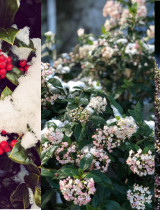 Zimné rastliny, ktoré oživia vašu záhradu aj v novembri – vres, cezmína a iné