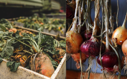 skladovanie zeleniny na jeseň