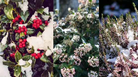 Zimné rastliny, ktoré oživia vašu záhradu aj v novembri – vres, cezmína a iné
