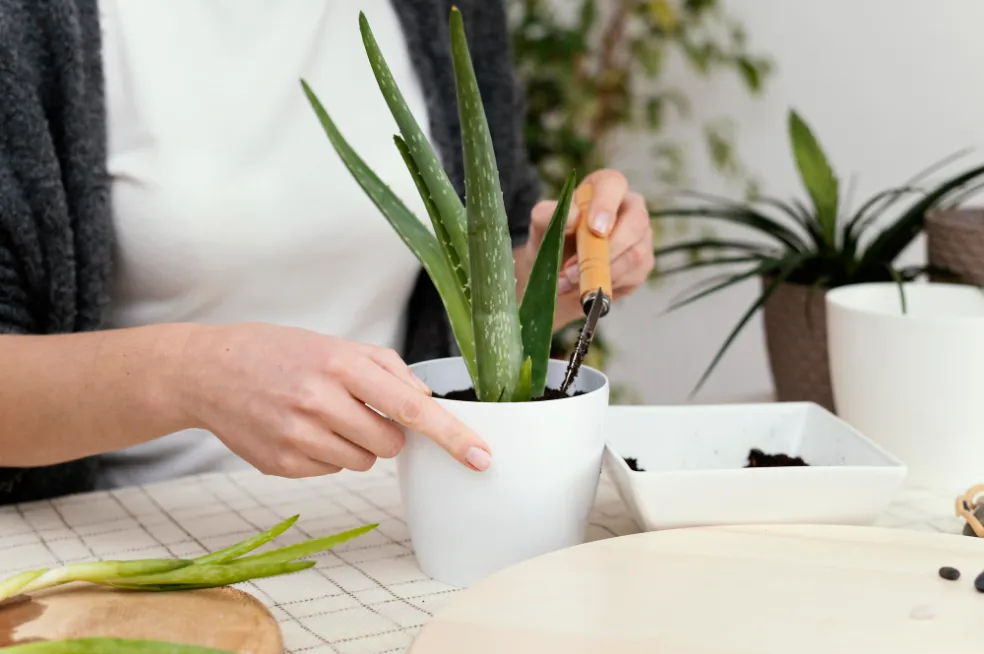 rastliny na zlepšenie nálady