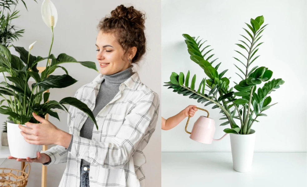 rastliny zlepšujúce náladu