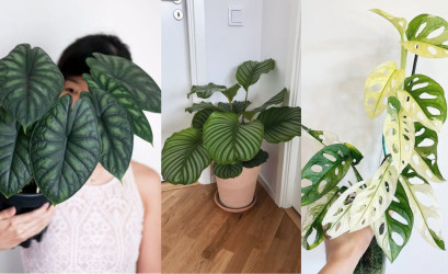 Exotické izbové rastliny, ktoré budú hitom v interiéroch v roku 2026